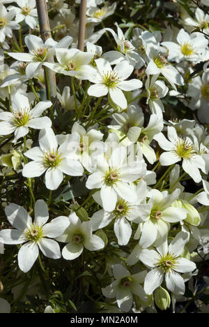 Clematis-Blüten Stockfoto