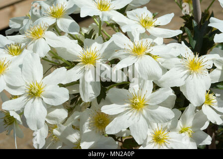 Clematis-Blüten Stockfoto