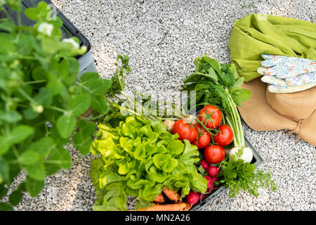 Kiste voller frisch geerntete Gemüse, Stroh, Hut und Handschuhen in einem Garten. Homegrown bio produzieren Konzept. Ansicht von oben. Stockfoto