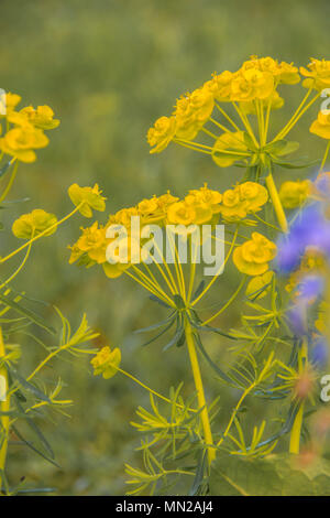 Grünen Wolfsmilch; auch als Wolfsmilch, Wolf Milch bekannt, und der Wolf - Milch. Familie: Wolfsmilch (Euphorbiaceae) Blüte: Gelb-grün im Dach an der Spitze der Anlage; Stockfoto