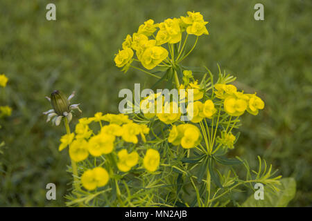 Grünen Wolfsmilch; auch als Wolfsmilch, Wolf Milch bekannt, und der Wolf - Milch. Familie: Wolfsmilch (Euphorbiaceae) Blüte: Gelb-grün im Dach an der Spitze der Anlage; Stockfoto