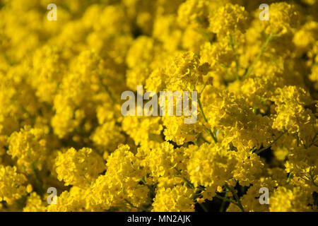 Alyssum montanum Berg Gold. Eine beliebte rock garden Staude für den Frühling Garten Stockfoto