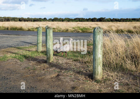 Zwei Cape Barren Gans in den letzten Sonne in Grünland in Nobbies, Phillip Island, Victoria, Australien Stockfoto