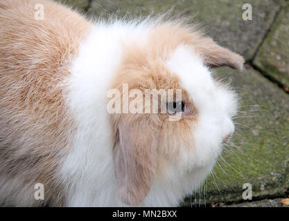 Kaninchen Stockfoto