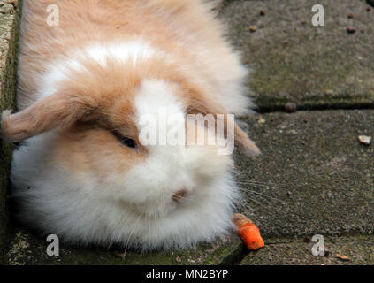 Kaninchen Stockfoto