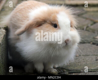 Kaninchen Stockfoto