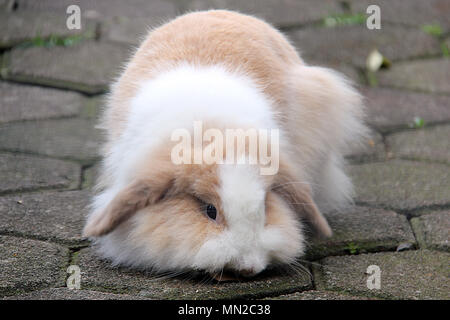 Kaninchen Stockfoto