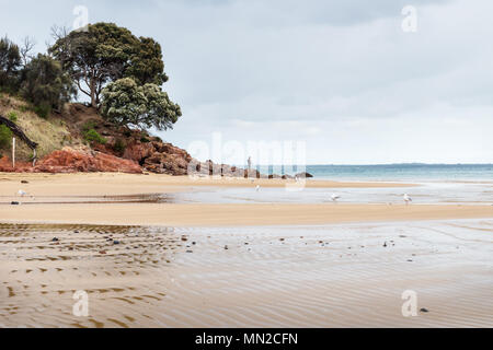 Fischer am Ende der Felsen mit riesigen Baum an Erehwon Point Beach, Cowes, Phillip Island, Victoria, Australien Stockfoto