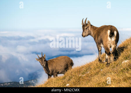 Vercors-massiv, Gresse-en-Vercors (Frankreich): ibex an den Hängen des Grand Veymont Berg Stockfoto