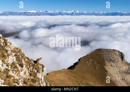 Vercors-massiv, Gresse-en-Vercors (Frankreich): Wolken über die Natur der Region La Trieves und Steinböcke an den Hängen des Grand Veymont mo Stockfoto