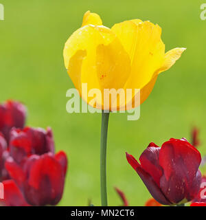 Gelbe Blüte einer Tulpe in zwischen mehreren lila Blüten Tulpen Stockfoto