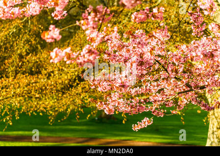 In der Nähe von blühenden Prunus Sargentii oder Norden japanische Hill auf einem sonnigen Frühling Morgen Cherry. Stockfoto