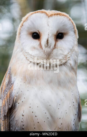 Nahaufnahme des Gesichts einer Schleiereule Stockfoto