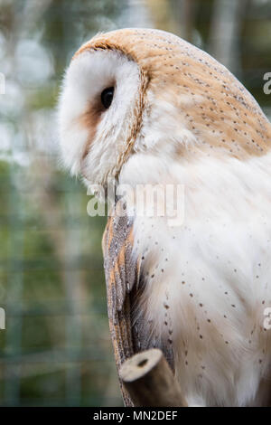 Eine gemeinsame Schleiereule sitzen auf einem Ast Stockfoto