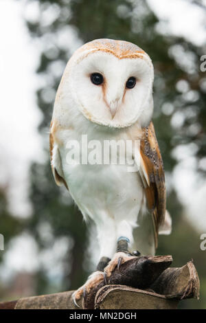 Eine Schleiereule sitzen auf aa Filiale Stockfoto