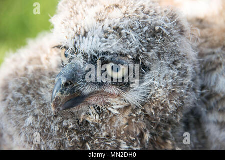 Nahaufnahme von einem jugendlichen Great Horned Owl Stockfoto