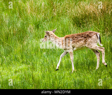 New Forest Rotwild Hampshire Südküste England Stockfoto