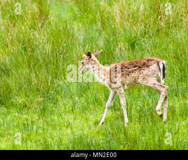 New Forest Rotwild Hampshire Südküste England Stockfoto