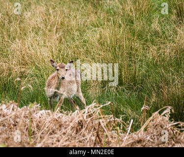 New Forest Rotwild Hampshire Südküste England Stockfoto