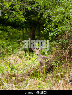 New Forest Rotwild Hampshire Südküste England Stockfoto