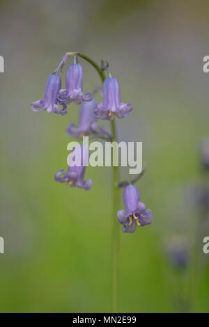 Weich gemalt Wirkung bluebell Portrait Stockfoto