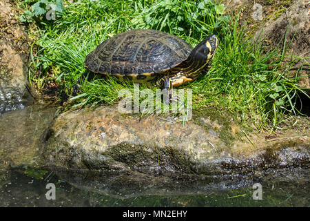 Yellow-bellied Schieberegler (TRACHEMYS SCRIPTA scripta), Land- und Wasser Schildkröten native auf den Südosten der Vereinigten Staaten Stockfoto