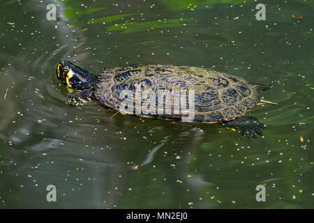 Yellow-bellied Schieberegler (TRACHEMYS SCRIPTA scripta), Land- und Wasser Schildkröten native auf den Südosten der Vereinigten Staaten Schwimmen im Teich Stockfoto