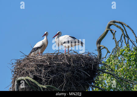 Weißstorch (Ciconia ciconia) Paar Verschachtelung auf riesigen Nest in Top im Frühjahr Stockfoto