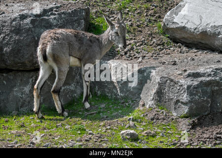 Bharal/Himalayan Blue Sheep/Naur (Pseudois nayaur) Native zu hohen Himalaya aus Indien, Nepal, Bhutan, Tibet, Pakistan Stockfoto