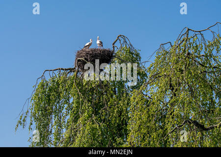 Weißstorch (Ciconia ciconia) Paar Verschachtelung auf riesigen Nest in Top im Frühjahr Stockfoto