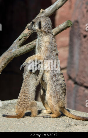 Meerkat/Erdmännchen (Suricata suricatta) jungen Säugling Milch von Frauen, die in Südafrika Stockfoto