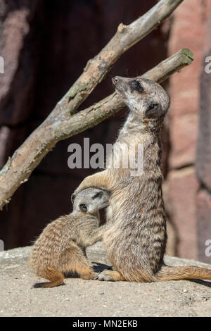 Meerkat/Erdmännchen (Suricata suricatta) jungen Säugling Milch von Frauen, die in Südafrika Stockfoto