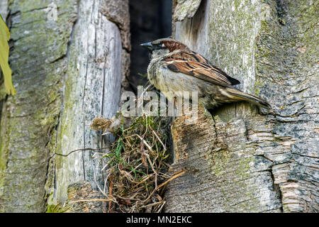 Haussperling (Passer domesticus) nisten in Baum Hohlraum im Frühjahr Stockfoto