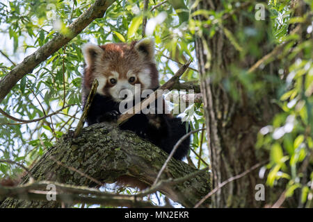 Neugierig Panda/Lesser Panda (Ailurus fulgens) von Baum suchen, beheimatet im östlichen Himalaya und im südwestlichen China Stockfoto