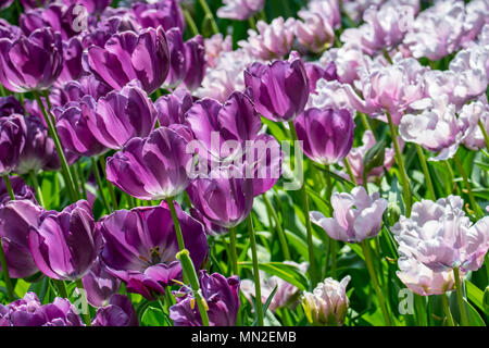 Blumenbeet mit bunten lila und rosa Tulpen (Tulipa) in Blüte im Frühjahr im City Park Stockfoto