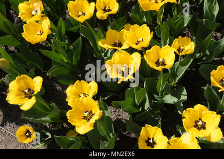 Britzer Garten, Neukölln, Berlin, Deutschland. 2018. Garten mit Frühjahrsblüher, Gelbe Tulpen mit rüschen Blüten & Schwarz. Stockfoto