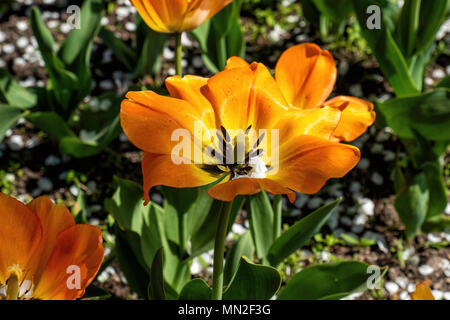 Britzer Garten, Neukölln, Berlin, Deutschland. 2018. Garten mit Frühjahrsblüher, gelb und orange Tulpen Blumen Stockfoto