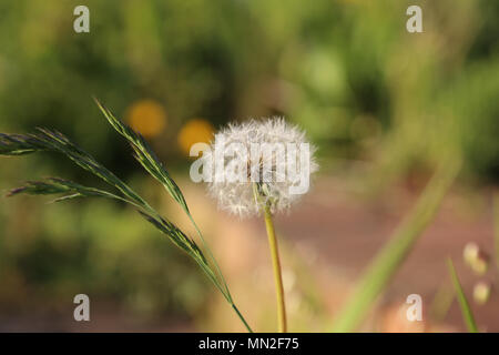 Löwenzahn closeup Stockfoto