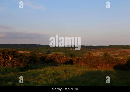 Englische Heide, Ashdown Forest in der Abendsonne Stockfoto