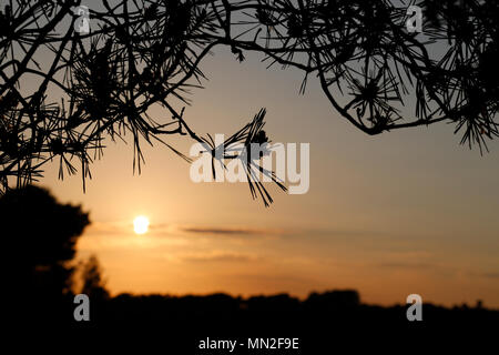 Feuer Baum Silhouette in der Abendsonne Stockfoto