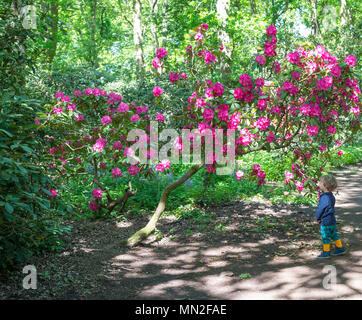 Junge Junge an der schönen Blumen im Park clingendael in Den Haag, Holland Stockfoto