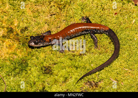 Yonahlossee yonahlossee Salamander (plethodon) Stockfoto