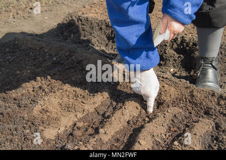 Eine ältere Frau in Gummihandschuhe sät Samen in der Erde in Ihrem Garten Stockfoto