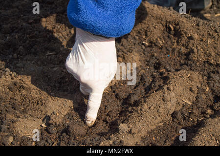 Eine ältere Frau in Gummihandschuhe sät Samen in der Erde in Ihrem Garten Stockfoto