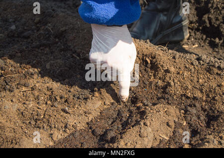 Eine ältere Frau in Gummihandschuhe sät Samen in der Erde in Ihrem Garten Stockfoto