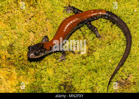 Yonahlossee yonahlossee Salamander (plethodon) Stockfoto