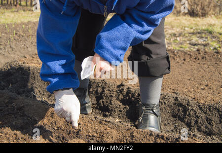 Eine ältere Frau in Gummihandschuhe sät Samen in der Erde in Ihrem Garten Stockfoto