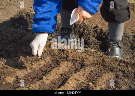 Eine ältere Frau in Gummihandschuhe sät Samen in der Erde in Ihrem Garten Stockfoto