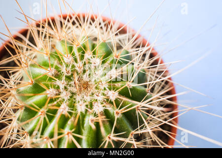 Close-up Blick von oben auf die grünen Kaktus mit langen Dornen in runde Blumentopf. Stockfoto