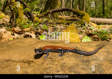 Yonahlossee yonahlossee Salamander (plethodon) Stockfoto